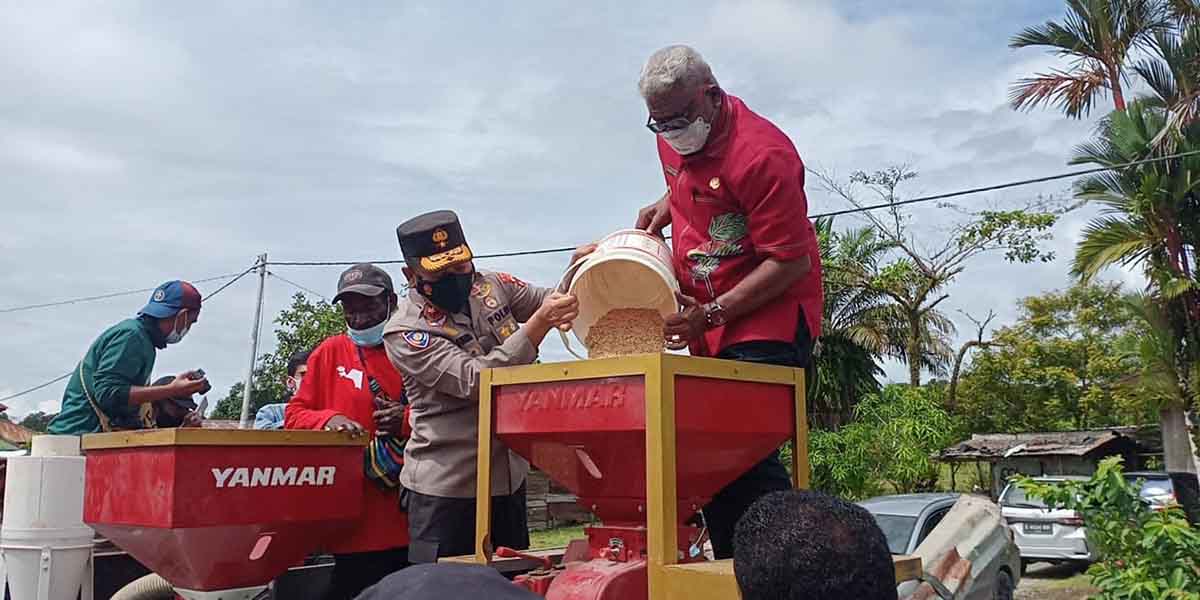 Wakapolda Papua Brigjen Pol Rudi Eko Sudarto dan Wakil Bupati Mimika Johanes Rettob menggiling padi hasil panen petani lokal di SP7, Jumat (11/6/2021). Foto: Salmawati Bakri/Papua60detik